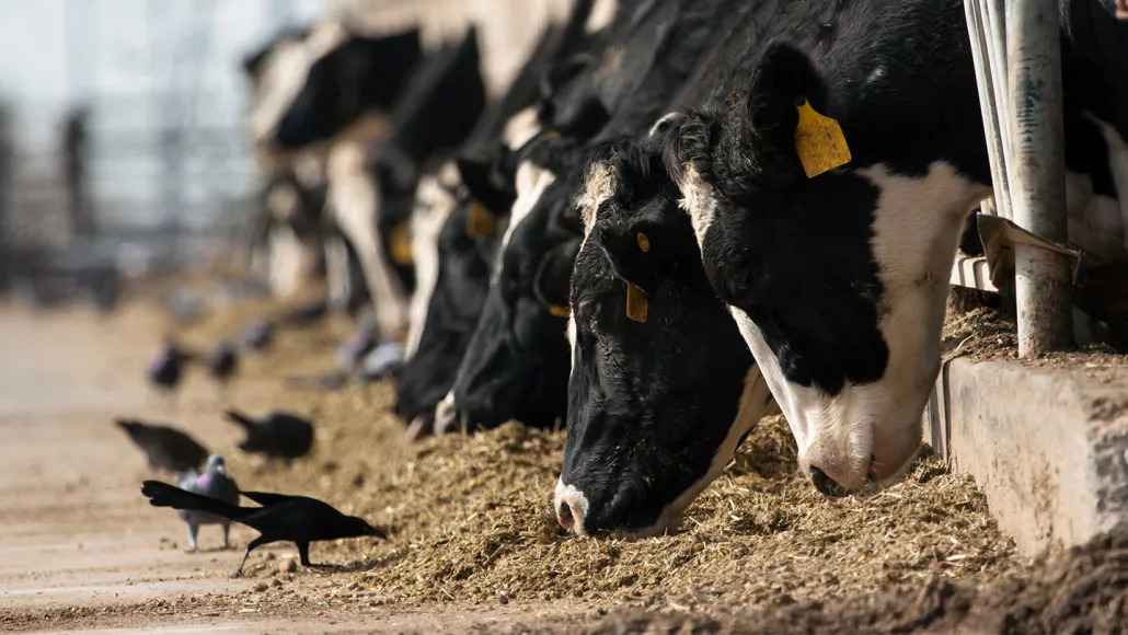 Human Case of Avian Flu Reported Amid Spread in Cows and Wildlife. Credit | Getty Images