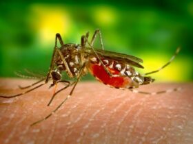 Exploding Mosquito Population Plagues US Town Due to Climate Change. Credit | CDC