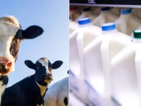 ALERT: Raw Milk Safety in Question Amidst Bird Flu Outbreak. Credit | iStock